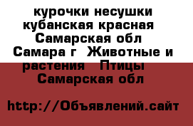 курочки несушки кубанская красная - Самарская обл., Самара г. Животные и растения » Птицы   . Самарская обл.